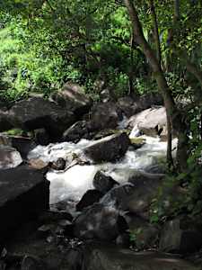 Jungle Waterfall