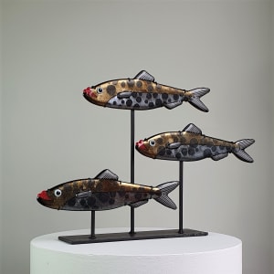 Sillis triolaris 'Spotted' Shoal #3