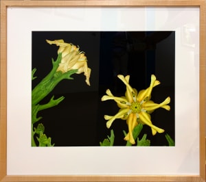 Yellow Lily