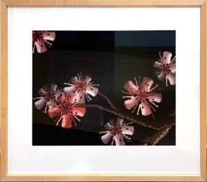 Cherry Blossom