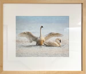 Tundra Swans