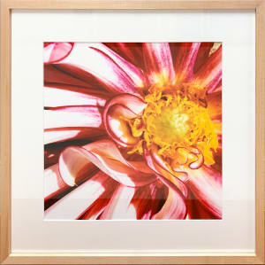 Kay's Dahlia