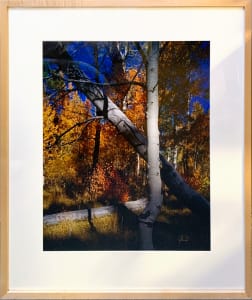 Martis Peak Aspens