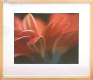 Orange Gerbera