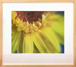 Yellow Daisy