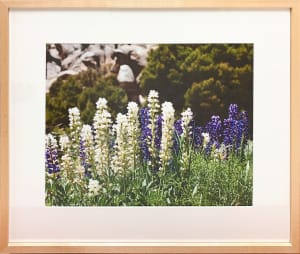 Mixed Lupine