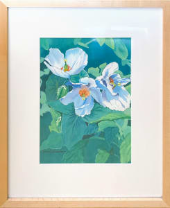 Himalayan Blue Poppy II