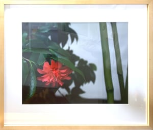 Camellia