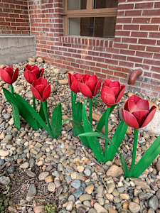 Tulips (6)