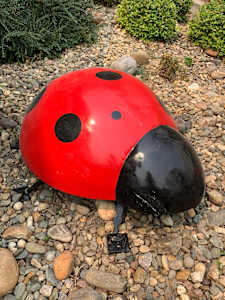 Ladybugs (1 of 2)