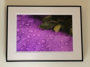 Purple Iris in Rain