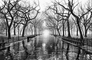 Central Park, NYC