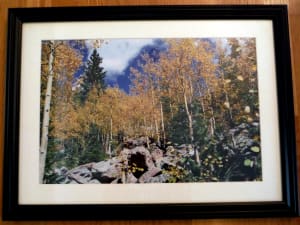 Golden Aspens