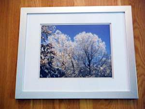 Icy Trees