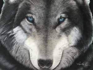 The Gaze of a Wolf