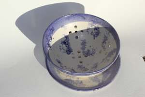 Berry Bowl Set - Purple