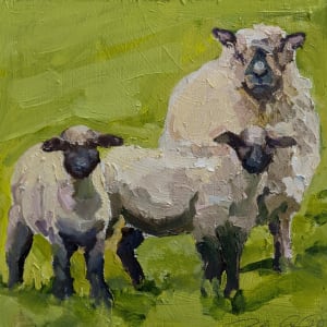 Oxford Sheep