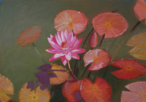 Indian Red Water Lily