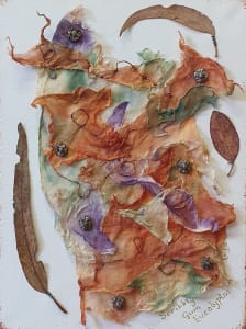 Scribbly Gum Eucalyptus