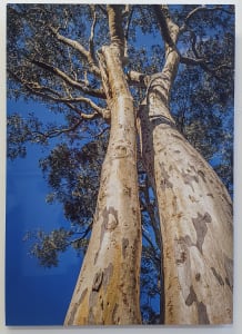 Snowgum Tryptich 2