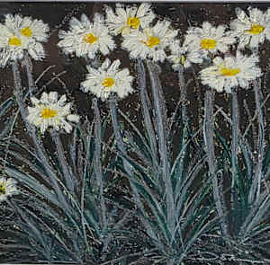Alpine Daisy