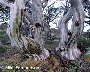 Ramshead Snow Gums