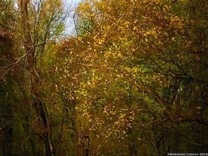 St Francis - Little River Floodway / Sunken Lands, November 2015