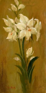 Amaryllis