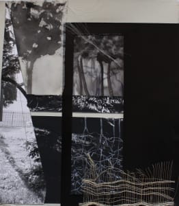 Trees Function in Society, the Wood Wide Web series, Tree Investigations
