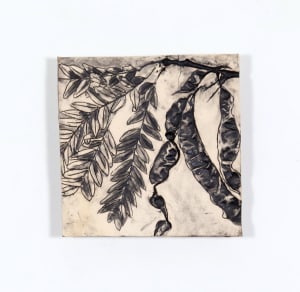 Honey Locust  Seed Pods, Trees as Tonic