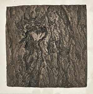 Yoshino Cherry  Bark, Trees as Tonic Tiles
