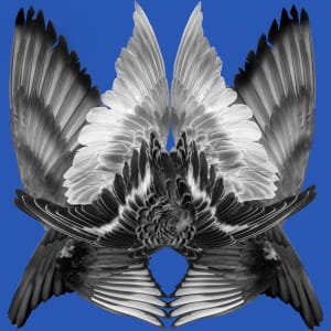 Siren Crest II