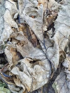 The Mad Hatter (Blue)  (Harvest Series)