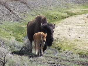 Buffalo and Baby