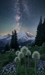 Dr. Seuss Starry Night