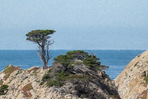 Cyprus Tree