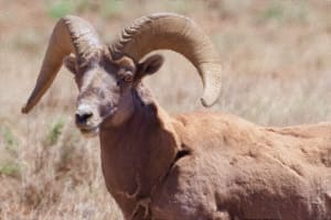 Desert Bighorn