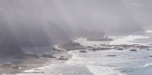 Gull, on a Misty Morning