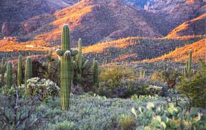 Sonoran Desert Sunset