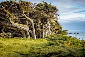 The West Wind