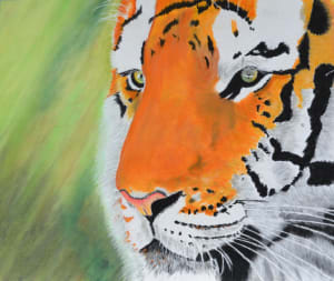The Sumatran Tiger