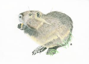 The Heart Shaped Beaver