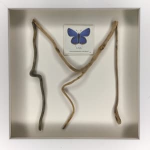 Ten Mile River with Butterfly