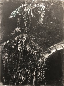 Hunter Lake Wisteria