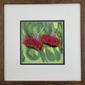 Flowering Gum #3