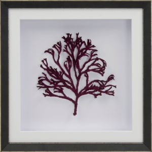 Crimson Fan Coral