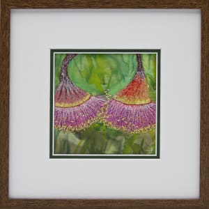 Eucalyptus Silver Princess