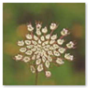 Desert Flowers