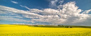 Canola Fields II