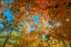 Bear Wallow, Mt Lemmon